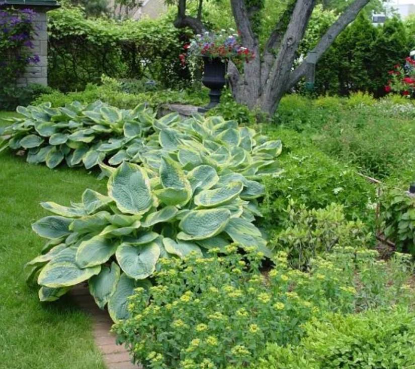 Hosta Frances Williams