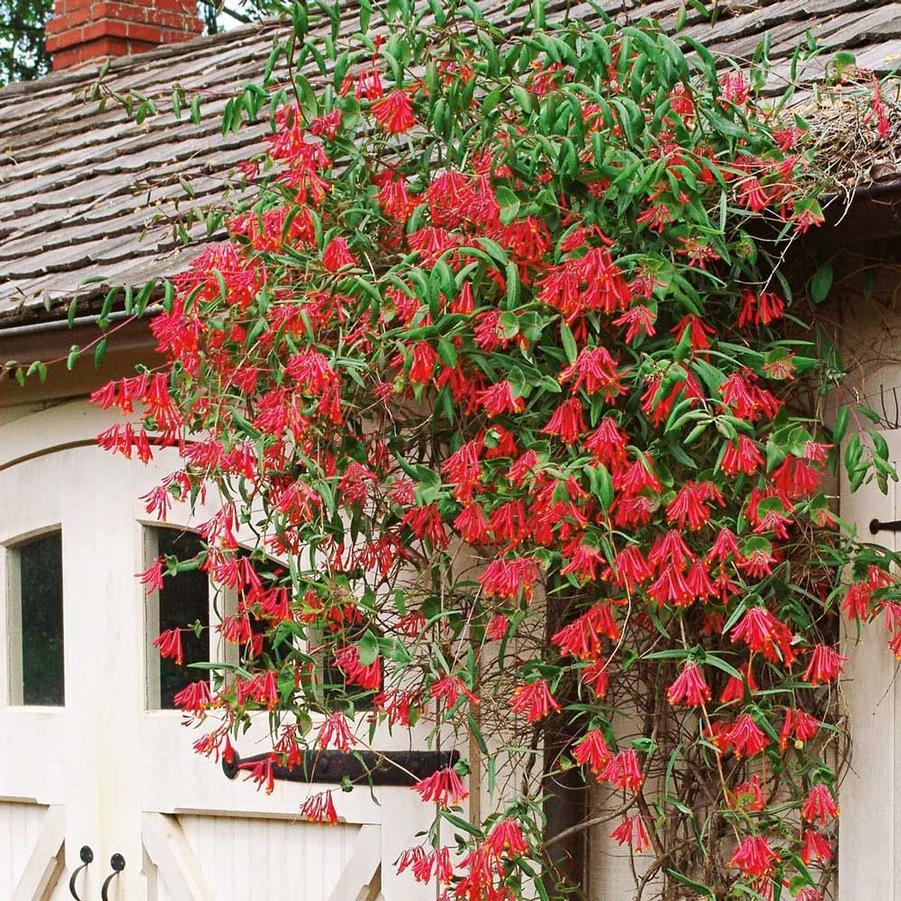 Lonicera sempervirens Major Wheeler