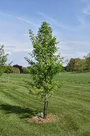 Ginkgo biloba Elmwood