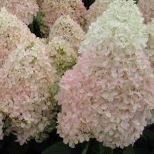 Hydrangea paniculata Sweet Summer