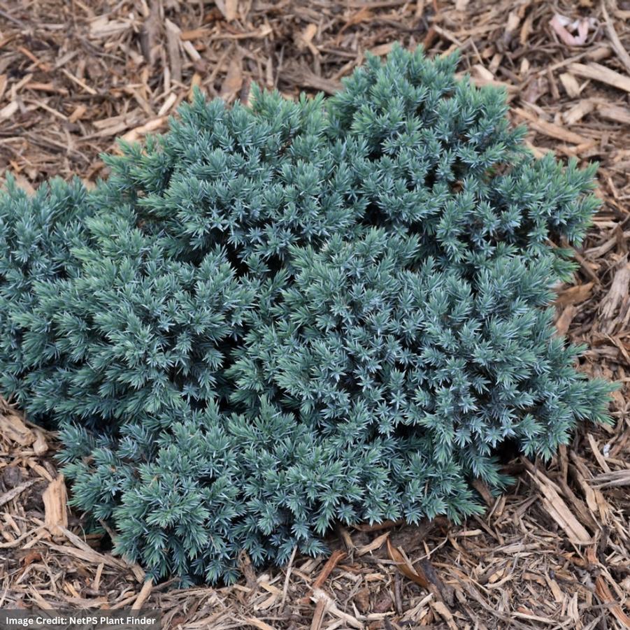 Juniperus squamata Blue Star