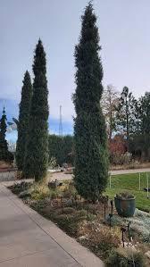 Juniperus scopulorum Woodward