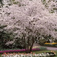 Prunus x subhirtella Autumnalis Rosea