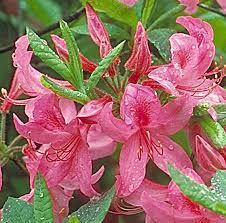 Rhododendron Northern Lights hybrid Orchid Lights