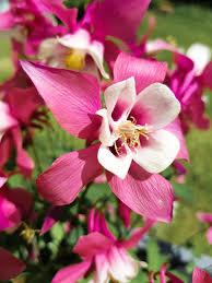 Aquilegia caerulea Kirigami&trade; Rose & Pink