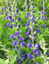 Baptisia australis Indigo Spires