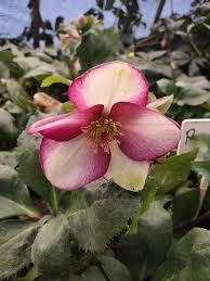 Helleborus x glandorfensis HGC&reg; Ice n' Roses&reg; Rosado