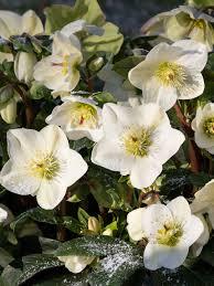 Helleborus HGC&reg; Ice 'n Roses&reg; White