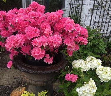 Rhododendron Kurume hybrid Tradition