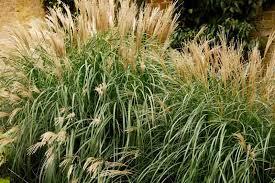 GR-Miscanthus s. Little Kitten 