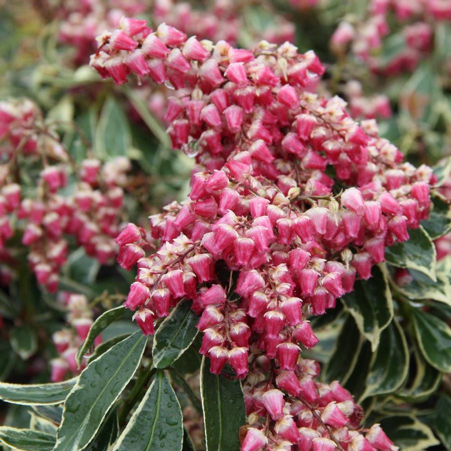 Pieris japonica Passion