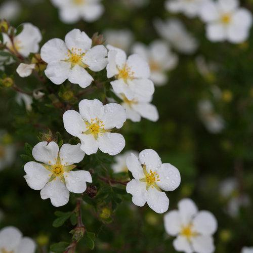 Potentilla fruticosa Happy Face&reg; White