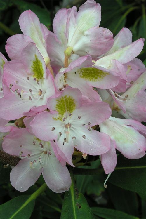 Rhododendron maximum 