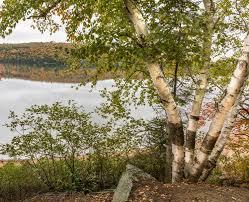 Betula papyrifera 