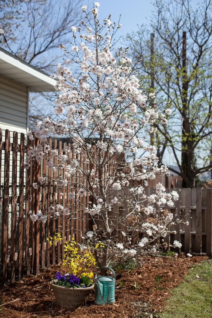 Magnolia stellata Centennial Blush™