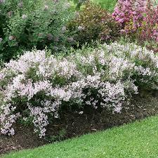 Deutzia Yuki Kabuki&reg;