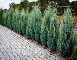 Juniperus scopulorum Moonglow