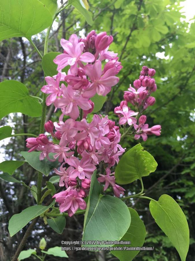 Syringa vulgaris Edward J. Gardner