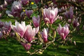 Magnolia Rose Marie