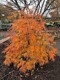 Acer x pseudosieboldianum Ice Dragon&trade;