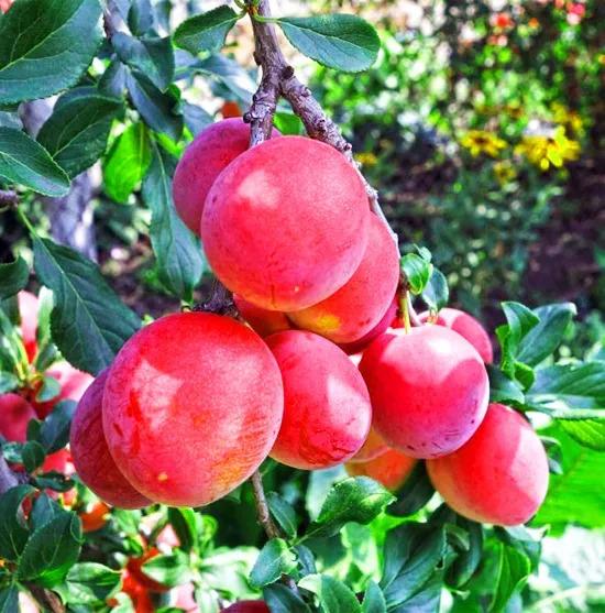 Prunus salicina Bruce