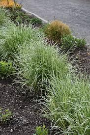GR-Calamagrostis x Lightning S 
