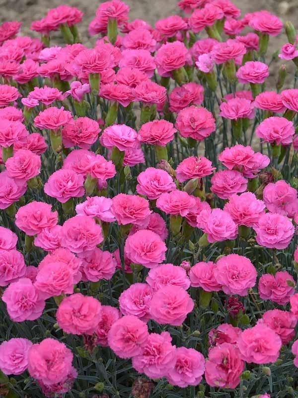 Dianthus Pretty Poppers&trade; Double Bubble
