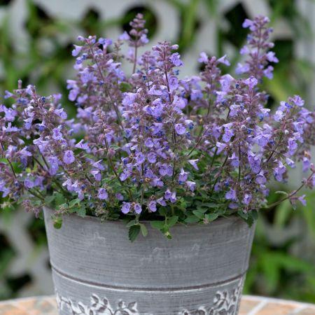 Nepeta x faassenii Kitten Around