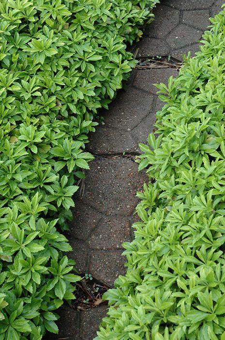 Pachysandra terminalis Green Carpet