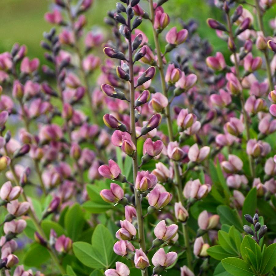 Baptisia Decadence&reg; Deluxe Pink Truffles