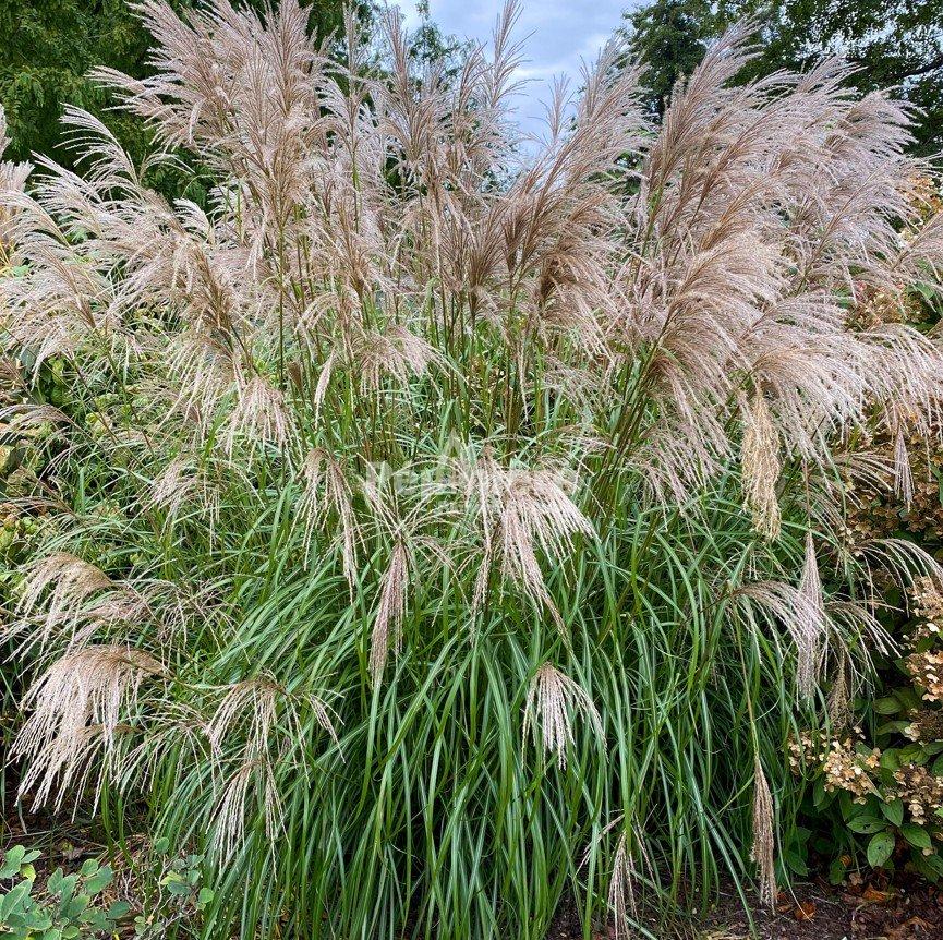 Miscanthus sinensis Oktoberfest