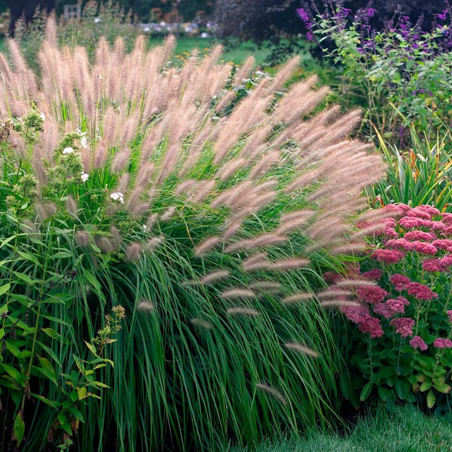 Pennisetum alopecuroides Red Head