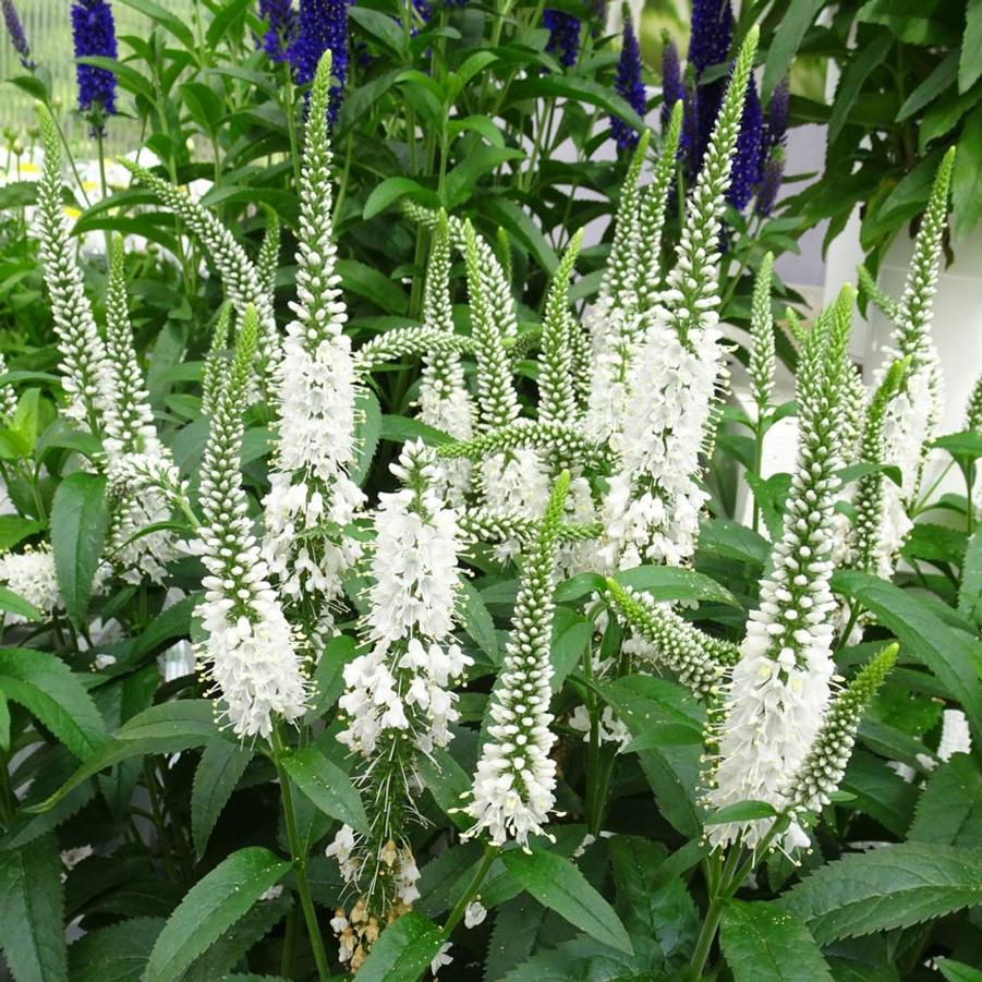 Veronica Moody Blues&reg; White
