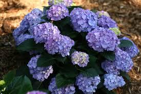 Hydrangea macrophylla Let's Dance&reg; Blue Jangles&reg;
