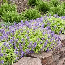 Nepeta Lemon Purrfection