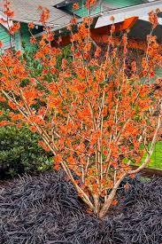 Hamamelis x intermedia Jelena