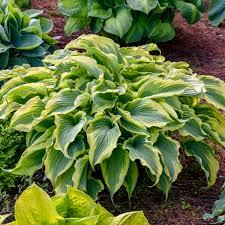 Hosta Shadowland&reg; Voices in the Wind