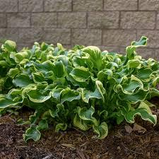 Hosta Shadowland&reg; Wheee!