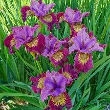 Iris sibirica Peacock Butterfly&trade; Miss Apple