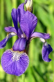Iris versicolor 