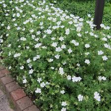 Geranium sanguineum Album