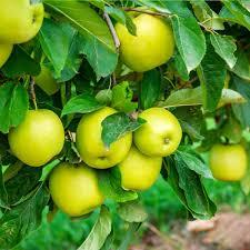 Malus domestica Mutsu