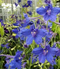 Delphinium grandiflorum Blue Butterfly