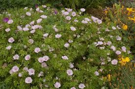 Geranium sanguineum Frivolius™ Pink