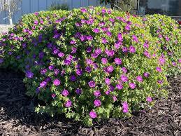 Geranium sanguineum Frivolius™ Lilac