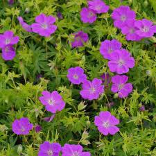 Geranium sanguineum Frivolius™ Purple