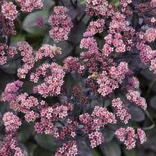 Sedum Rock 'N Grow&reg; Back in Black