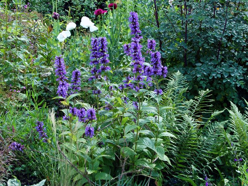 Nepeta kubanica Neptune