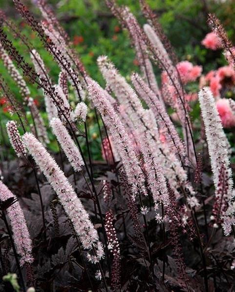 Actaea simplex Pink Spike