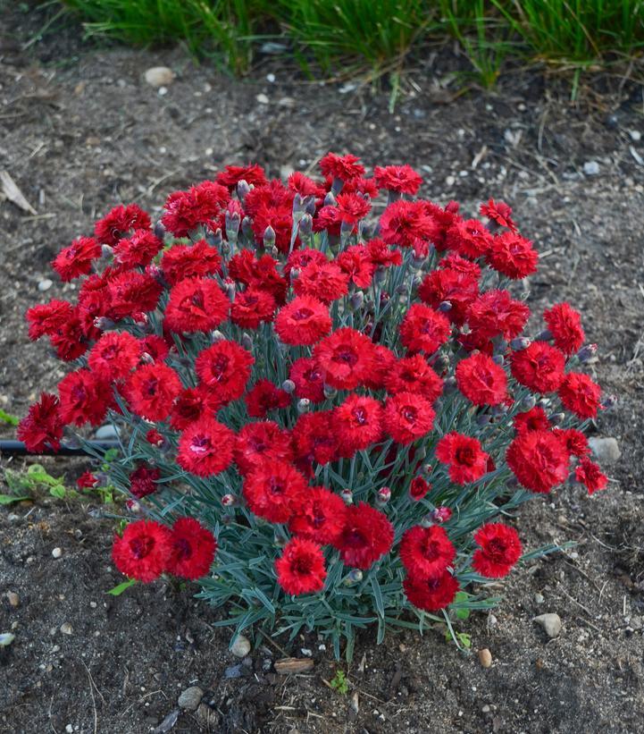 Dianthus Fruit Punch&reg; Maraschino